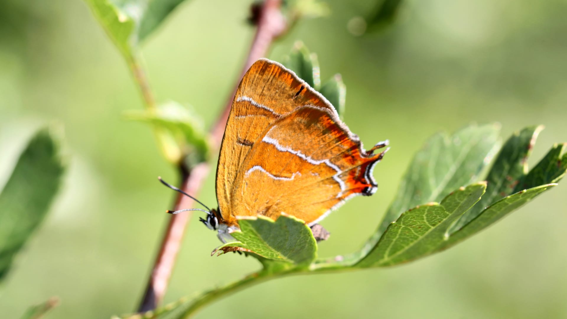 Gratis boekje Zelf aan de slag voor insecten