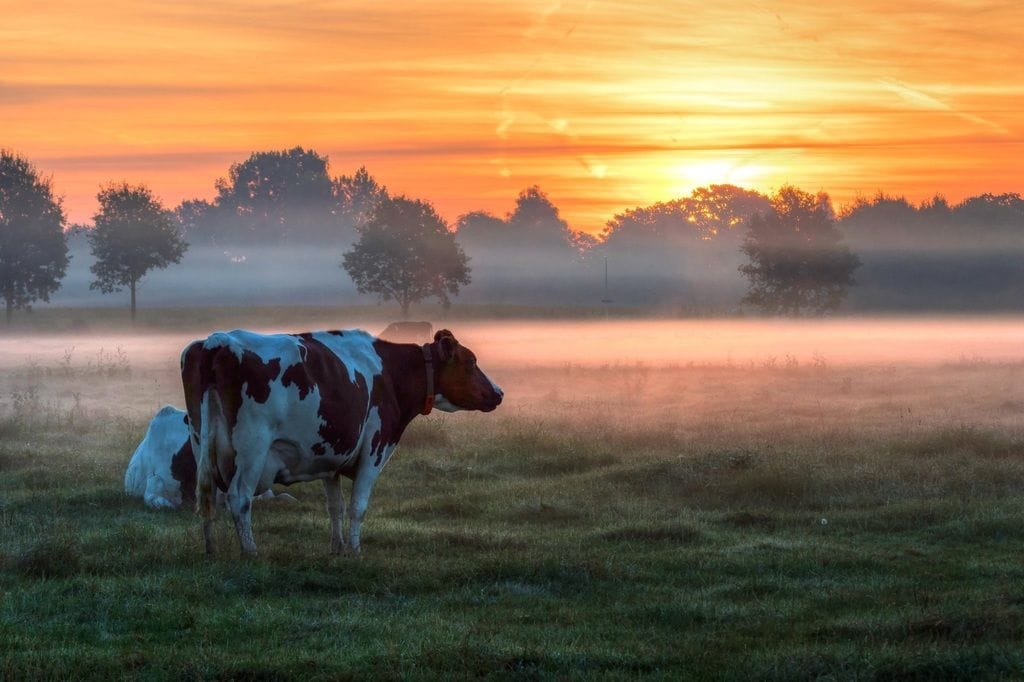 Natuurlijk kapitaal op agrarische erven